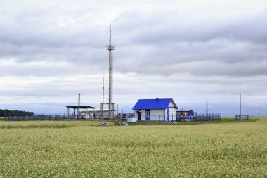 Gaz dağıtım istasyonu alanında buğday ile.