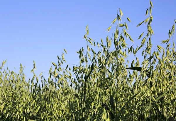 Piękne lato pole owsa. Spikelets z bliska. — Zdjęcie stockowe