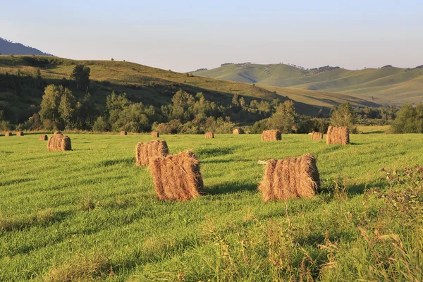 Haystacks sur pelouse verte dans les montagnes . — Photo