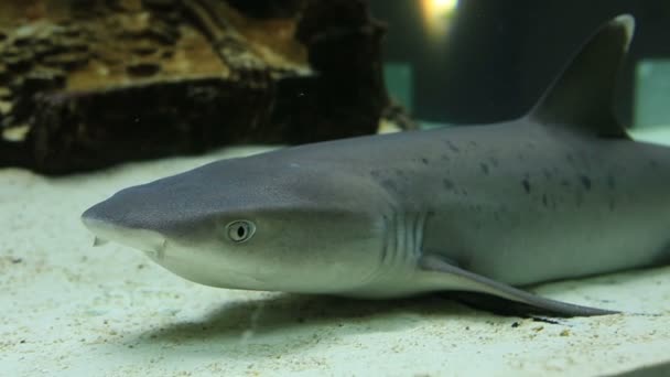 Los tiburones Requiem son una familia Carcharhinidae. — Vídeos de Stock