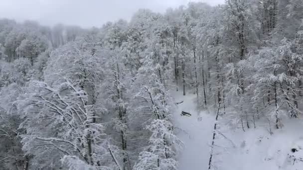 Vacker snö täckt träd i bergen — Stockvideo