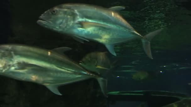 Thunnus de la famille des Scombridae .