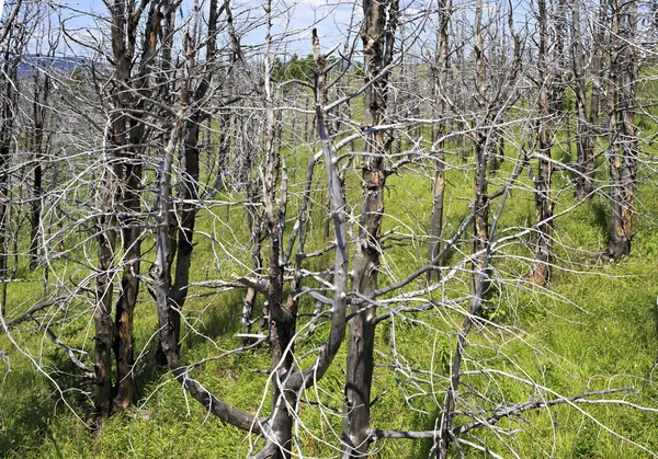 Arbres morts au sommet de la montagne Tiyahta — Photo