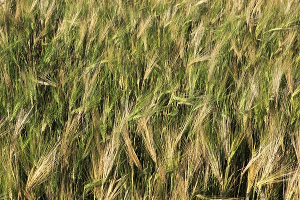 Vacker sommar vete fält. Öronen på nära håll. — Stockfoto