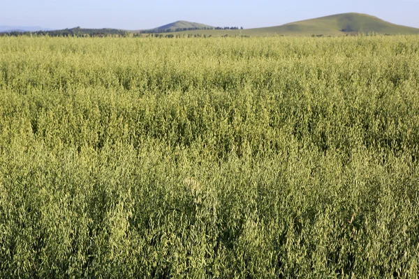 Schönes Sommerfeld von Hafer. — Stockfoto