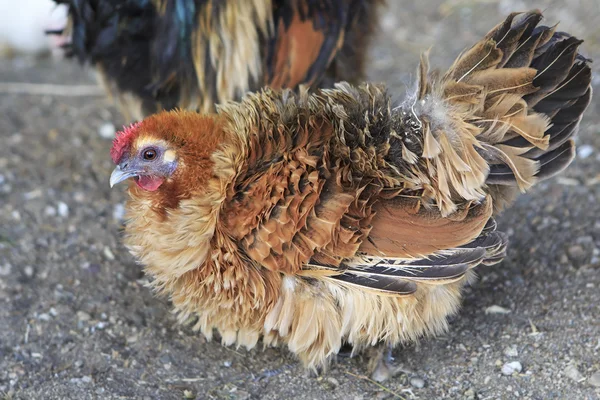 Breeds curly chicken in the farm — Stock Photo, Image