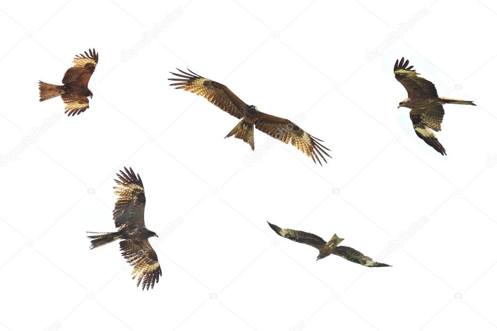 Golden Eagle is flying on white background.