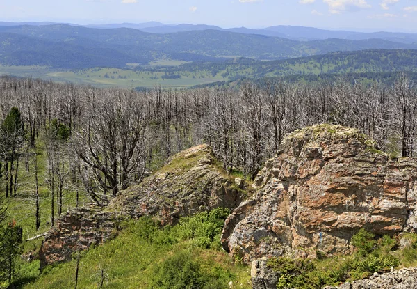 Dead trees on mountain top Tiyahta — Stock Photo, Image