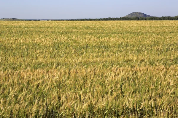 Belo campo de trigo verão . — Fotografia de Stock