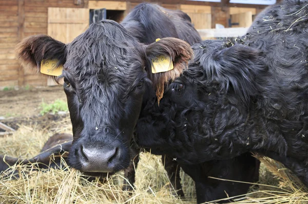 Galloway breed of cattle — Stock Photo, Image