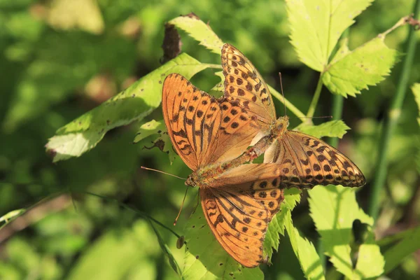 Dark Green Fritillary butterfly Argynnis aglaja — Stock Photo, Image