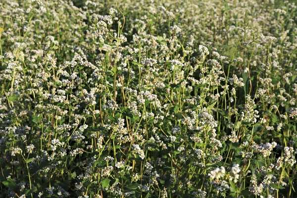 Belo campo de verão de fagópiro. Planta de perto . — Fotografia de Stock