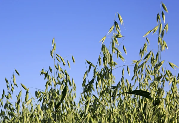 Piękne lato pole owsa. Spikelets z bliska. — Zdjęcie stockowe