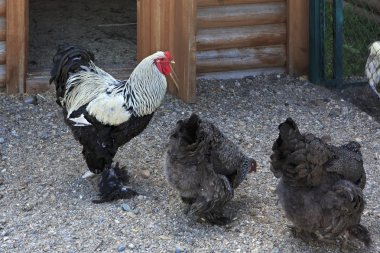 Breed Brama is decorative breeds of chickens clipart