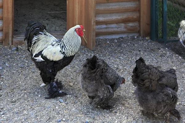 Breed Brama adalah ras dekoratif ayam Stok Foto