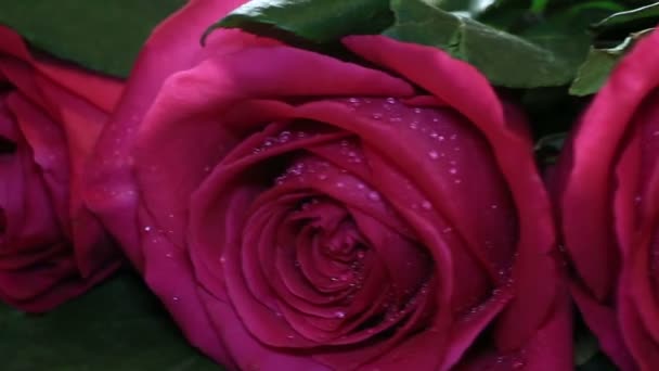 Verse roze roos en droog. Verwelking schoonheid en begin van de ouderdom. — Stockvideo