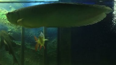 Osteoglossum bir aile Osteoglossidae balık cinsidir.