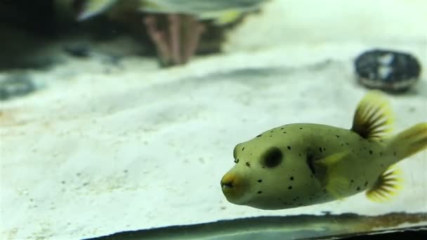 Tetraodon — рід родини "pufferfish" — стокове відео