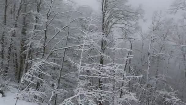 Beautiful snow covered trees in mountains — Stock Video