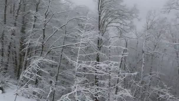 Vacker snö täckt träd i bergen — Stockvideo