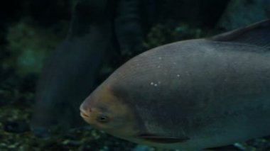 Serrasalmus Piranhalar bir cinsidir.