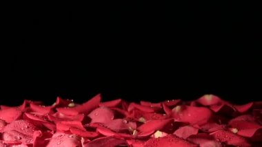 Gül yaprakları arka planına düşüyor. Ağır çekim.