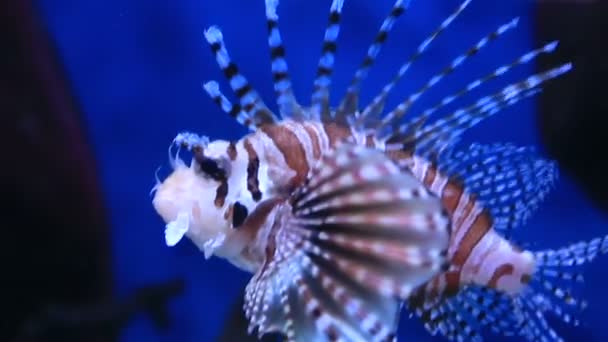 Kırmızı lionfish aile Scorpaenidae zehirli, mercan kayalığı balıktır — Stok video