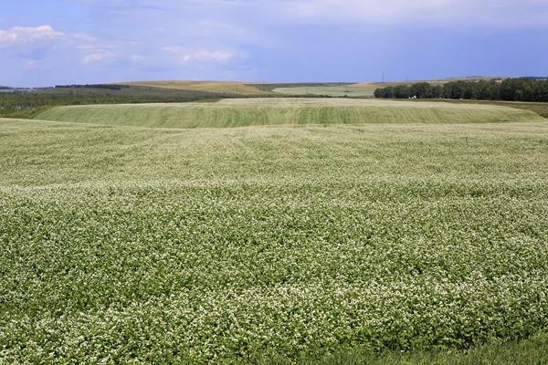 Bellissimo campo estivo di grano saraceno . — Foto Stock