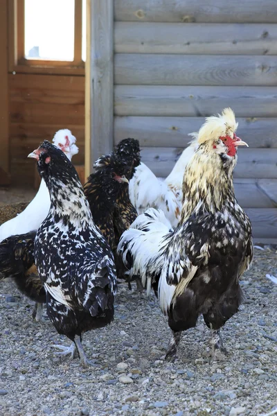 Kulangi - Kampf gegen Hühnerrassen. — Stockfoto