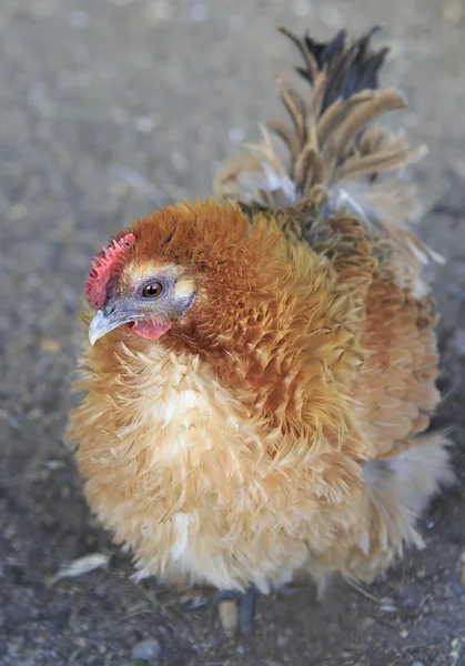 Breeds keriting ayam di peternakan Stok Gambar Bebas Royalti