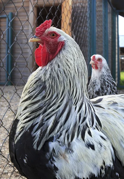 Breed Brama adalah ras dekoratif ayam Stok Gambar