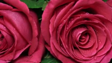 Güzel kırmızı gül buketi döndürülmüş.