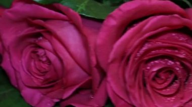 Pembe Güllü romantik hediye altın yüzük.