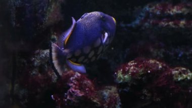 Palyaço triggerfish
