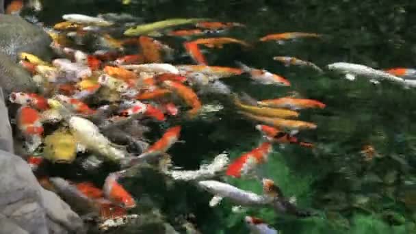 Schön dekorierter künstlicher Teich mit Koi. — Stockvideo