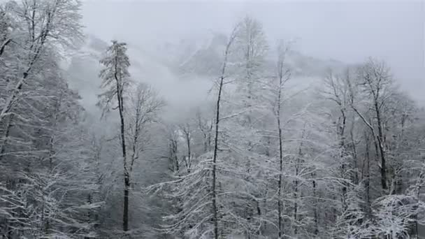 Beautiful snow covered trees in mountains — Stock Video