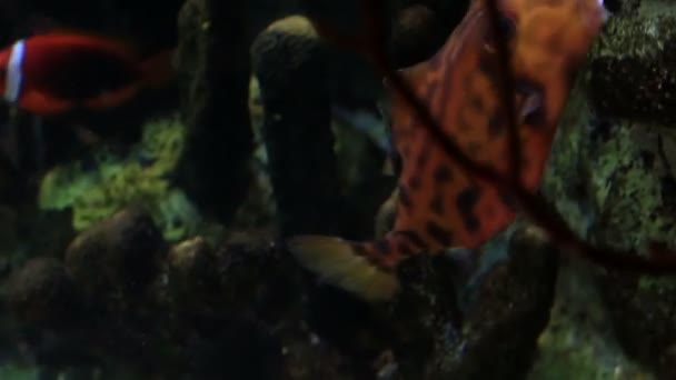 Boxfish — стокове відео