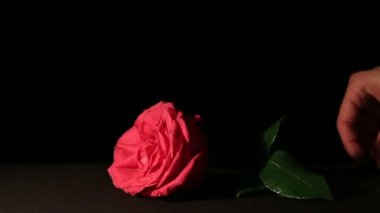 Taze pembe Gül ve kuru. Güzellik ve başlangıçlı yaşlılık Soldurma.