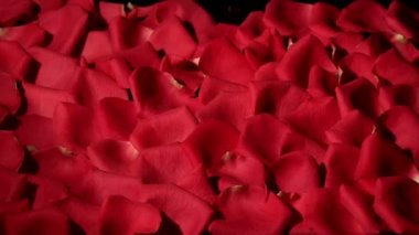 Siyah arka plan kırmızı gül yaprakları Rüzgar esiyor.