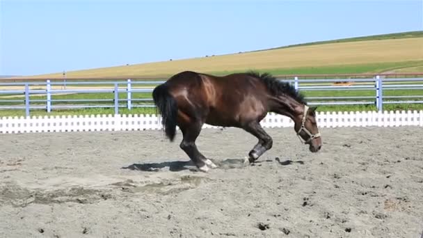 Polonais bâtard race couché dans le sable . — Video