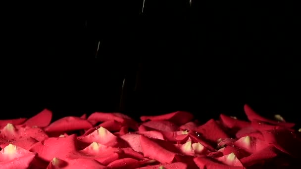 Wassertropfen fallen auf den Hintergrund der Blütenblätter. Zeitlupe. — Stockvideo