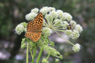 Koyu yeşil Fritillary kelebek Argynnis aglaja
