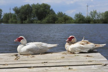 Muscovy ördekler yakın göl.