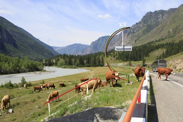 Cows walk on Chuysky Trakt. — Stock Photo, Image