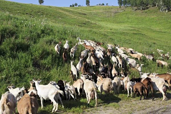 Yeşil bir tepede otlatma keçi sürüsü. — Stok fotoğraf