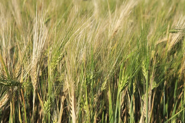 Vacker sommar vete fält. Öronen på nära håll. — Stockfoto