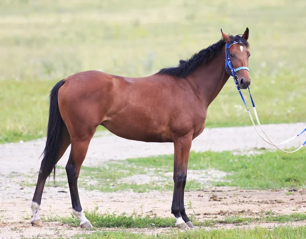 Beautiful bay stallion Thoroughbred breed — Stock Photo, Image