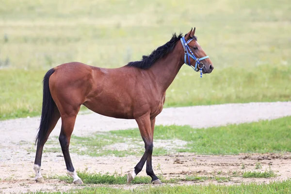 Beautiful bay stallion Thoroughbred breed — Stock Photo, Image