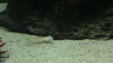 Balıklar Gobiidae ailesinin gobies vardır