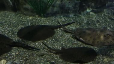 Ocellate Nehri Stingray.